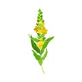 Mullein Plant with Yellow Blooming Florets and Dense Rosette of Leaves Vector Illustration