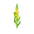 Mullein Plant with Yellow Blooming Florets and Dense Rosette of Leaves Vector Illustration