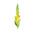 Mullein with Tall Flowering Stem and Yellow Florets Blooming on It Vector Illustration