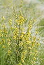 Mullein Verbascum is blooms in meadow. Plant is is used in herbal medicine as infusions, decoctions, ointments, oils