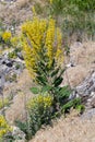 Mullein Verbascum in a natural environment of growth. Plant is highly valued in herbal medicine, it is used in the form