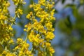 Mullein Verbascum in a natural environment of growth. Plant is highly valued in herbal medicine, it is used in the form