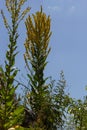 Mullein Verbascum in a natural environment of growth. Plant is highly valued in herbal medicine, it is used in the form