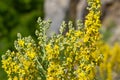 Mullein Verbascum in a natural environment of growth. Plant is highly valued in herbal medicine, it is used in the form