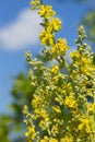 Mullein Verbascum in a natural environment of growth. Plant is highly valued in herbal medicine, it is used in the form