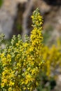Mullein Verbascum in a natural environment of growth. Plant is highly valued in herbal medicine, it is used in the form of