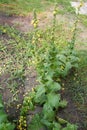 The Mullein Verbascum plant