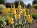 Mullein (Verbascum thapsus) in the garden