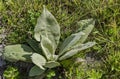 Mullein, Verbascum thapsus or wild lambs ear weedin in Vitosha mountain Royalty Free Stock Photo