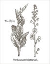 Mullein, vintage engraved illustration. More realistic botanical illustration. Image for your design.