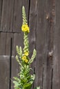 Mullein - Yellow Verbascum