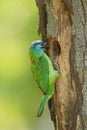 Muller's barbet