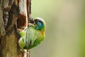 Muller's barbet