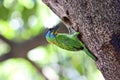 Muller's Barbet