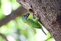 Muller's Barbet