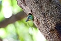 Muller's Barbet