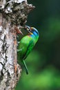 Muller's Barbet