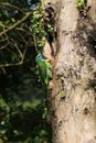 Muller s Barbet is biting wood chips Royalty Free Stock Photo
