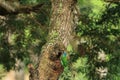 Muller's Barbet,a colorful bird