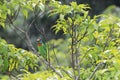 Muller's Barbet,a colorful bird Royalty Free Stock Photo