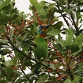 Muller s Barbet perch on the tree branch Royalty Free Stock Photo