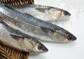 MULLET chelon labrosus IN A BASKET WITH ICE