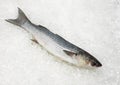 Mullet, chelon labrosus, Fresh Fish on Ice
