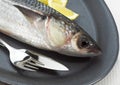 Mullet, chelon labrosus, Fresh Fish with Lemon on Plate 064967 Gerard LACZ Images