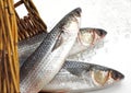 Mullet, chelon labrosus, Fresh Fishes on Ice