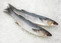 MULLET chelon labrosus ON ICE Royalty Free Stock Photo