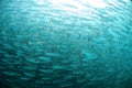 Mullet fish swimming in ocean