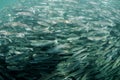 Mullet fish swimming in ocean