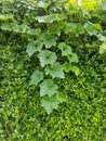 Mullion vine Royalty Free Stock Photo