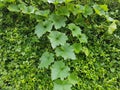 Mullion vine Royalty Free Stock Photo