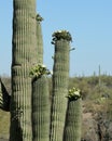 Mult-armed saguaro cactus in bloom