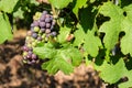 Multi colored grape bunch hanging from vine in winemaking region