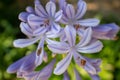 Multi Bloom of Blue Flowers with blurred background.