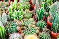 multi of cactus on dirt pot put on terrarium to decor and interior