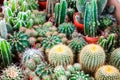 multi of cactus on dirt pot put on terrarium to decor and interior