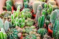 multi of cactus on dirt pot put on terrarium to decor and interior