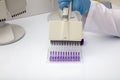 Multi channel pipette loading biological samples in microplate for test in the laboratory / Multichannel pipette load samples in Royalty Free Stock Photo