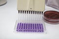 Multi channel pipette loading biological samples in microplate for test in the laboratory / Multichannel pipette load samples in Royalty Free Stock Photo