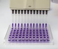 Multi channel pipette loading biological samples in microplate for test in the laboratory / Multichannel pipette load samples in Royalty Free Stock Photo