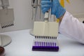 Multi channel pipette loading biological samples in microplate for test in the laboratory / Multichannel pipette load samples in Royalty Free Stock Photo