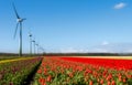 Multi cololored field of tulips and wind turbines Royalty Free Stock Photo