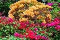 multi color Bougainvillea flowers tree in the park Royalty Free Stock Photo