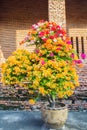 A multi color Bougainvillea and leaf in the pot with brick wall Royalty Free Stock Photo