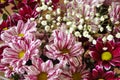 Multi color bouquet with such flower as dahlia and chrysanthemum Royalty Free Stock Photo