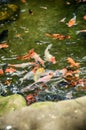 Multi color carp Koi fish in the pond