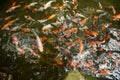 Multi color carp Koi fish in pond